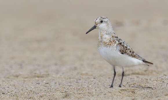 Image of Sanderling