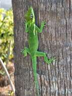 Image of Cuban Giant Anole