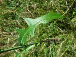 Plancia ëd Sonchus arvensis L.