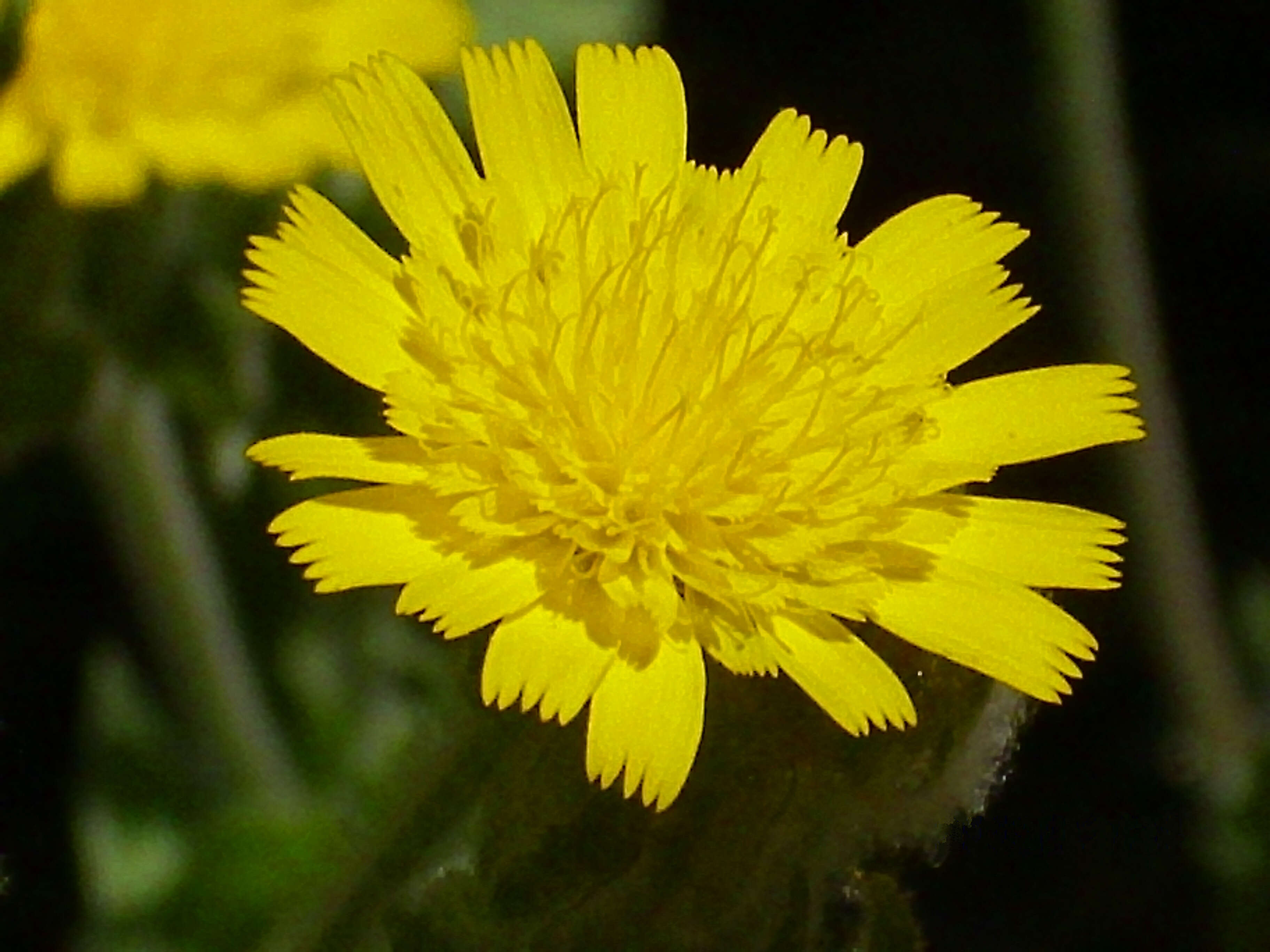 Image of Andryala integrifolia L.