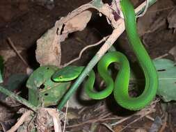 Слика од Trimeresurus albolabris Gray 1842