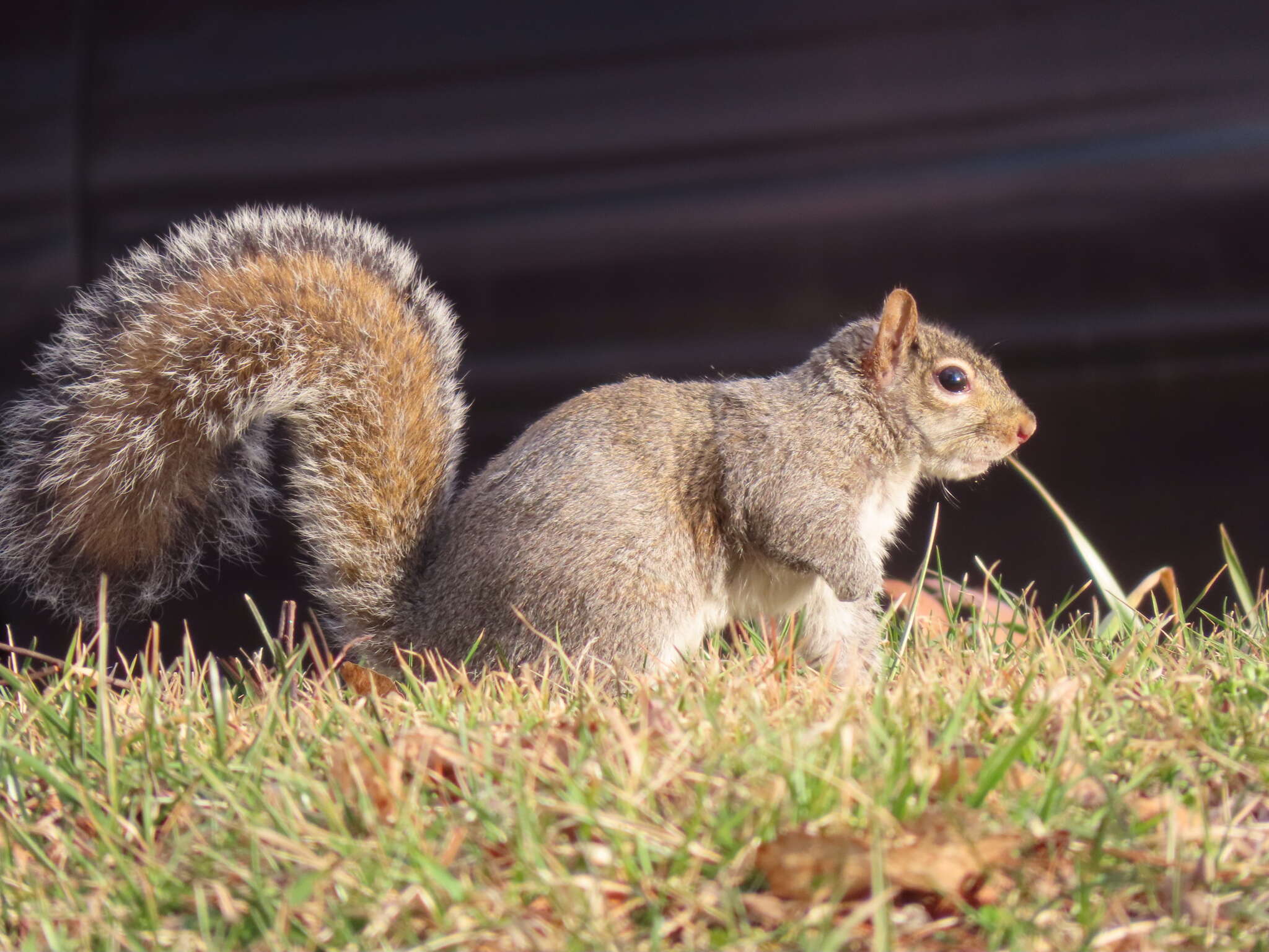 Image of Sciurus subgen. Sciurus Linnaeus 1758