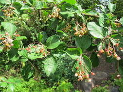 Image of Peking cotoneaster