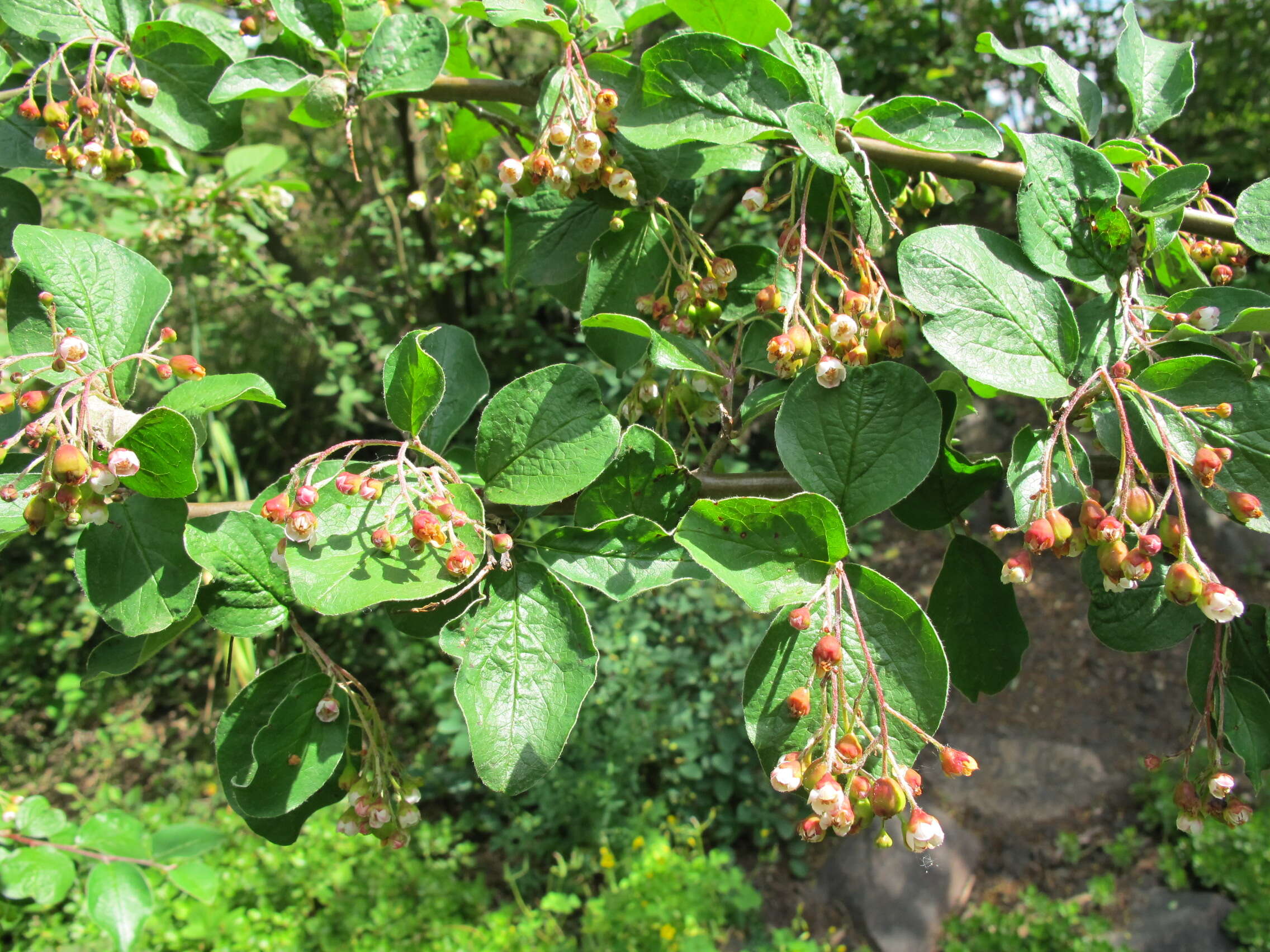 Cotoneaster acutifolius Turcz. resmi