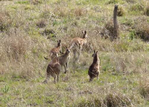 Image of kangaroo