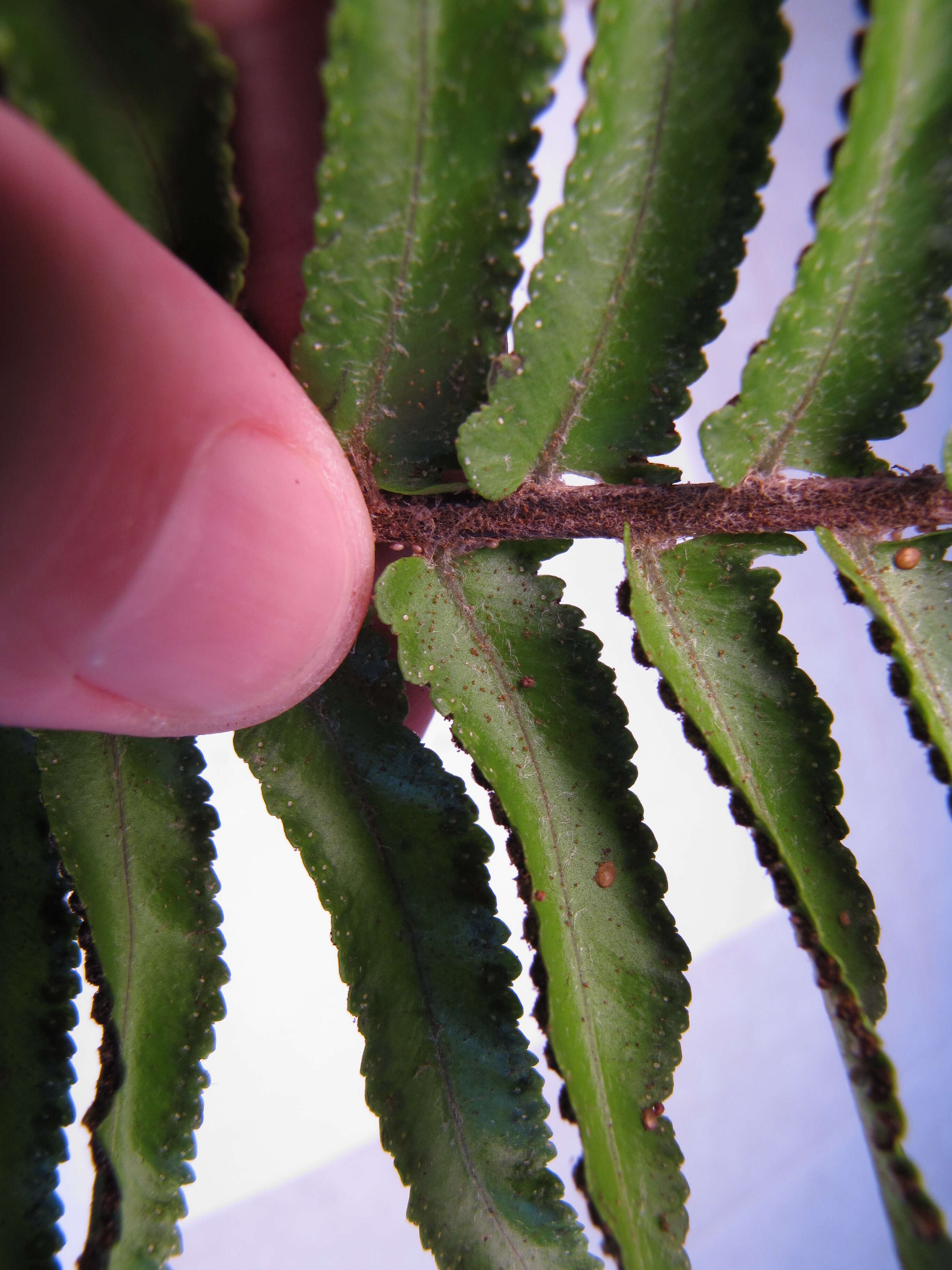 Image of Asian sword fern