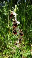 Image of Ophrys holosericea