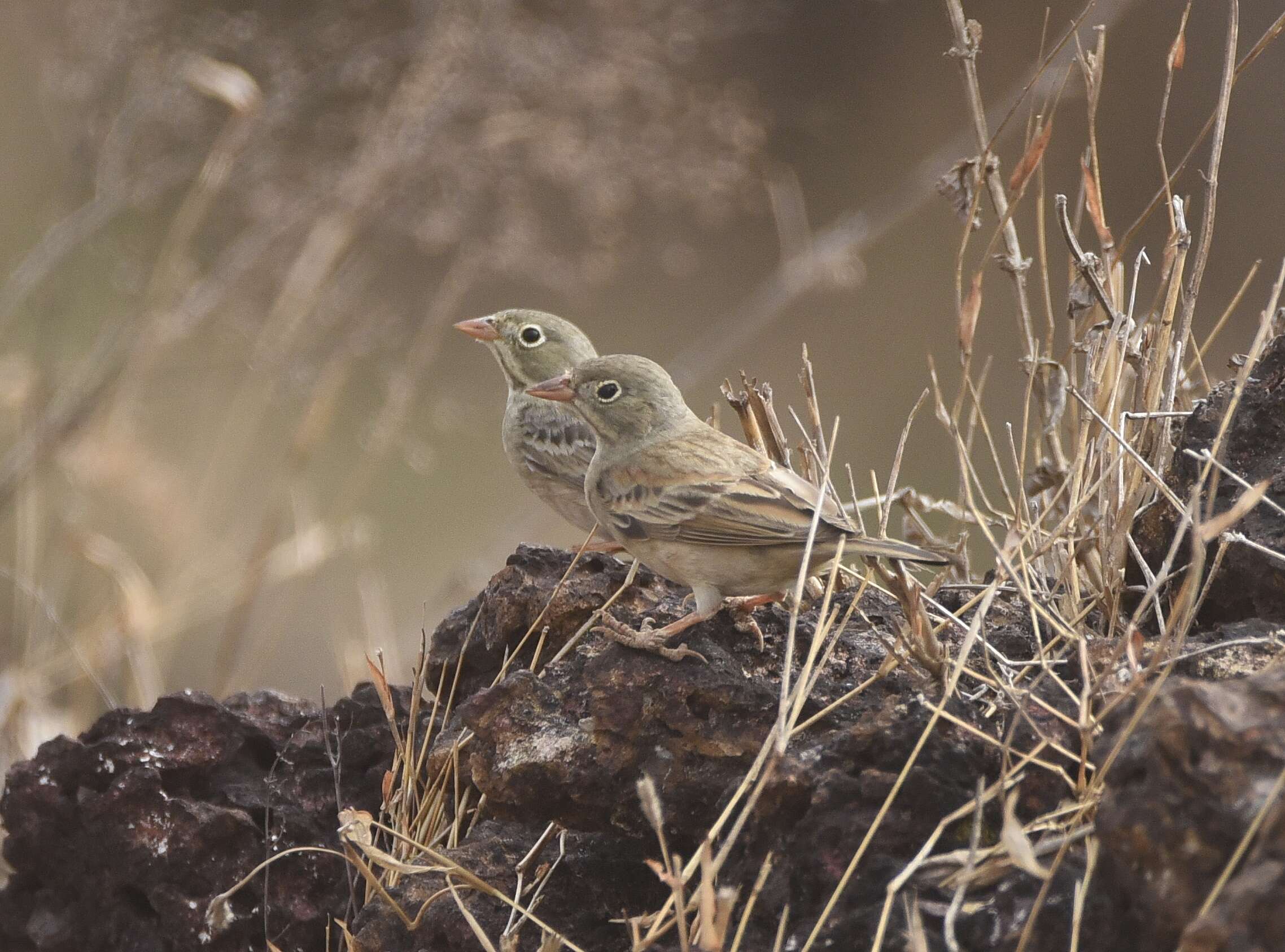 Image of Grey-necked Bunting