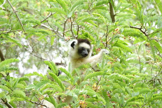 Image of Verreaux's Sifaka