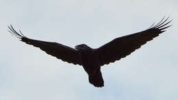 Image of Northern Raven