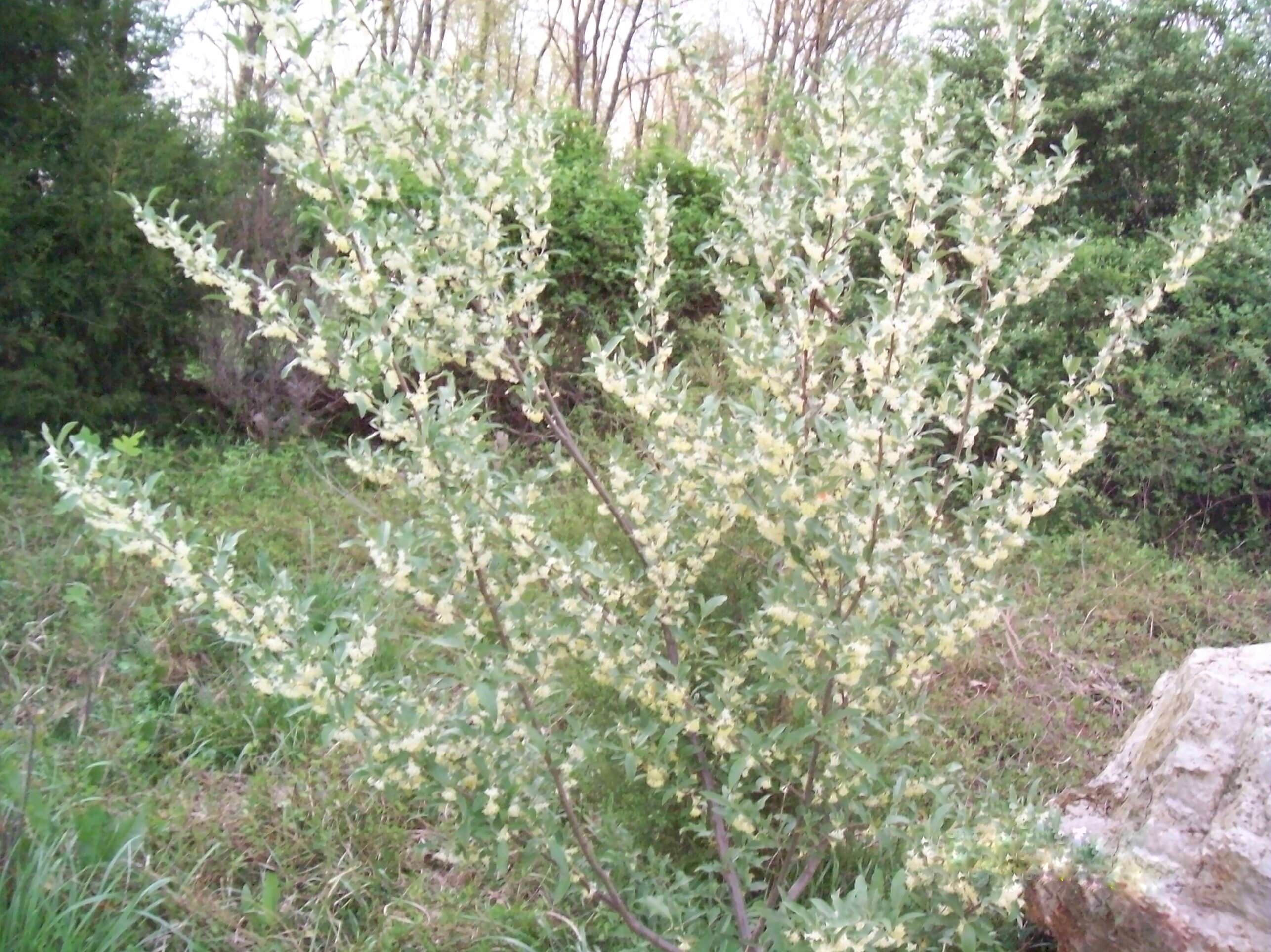 Image of Russian olive