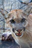 Image of Florida panther