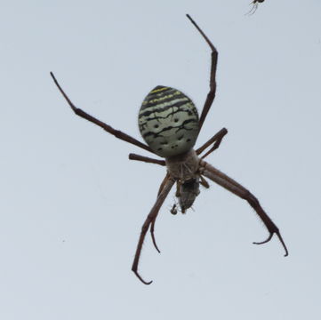 18.https www inaturalist org photos 5657498.580x360