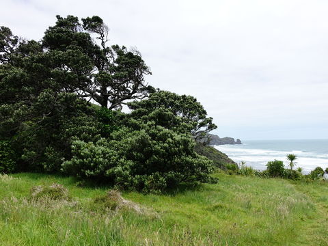 Image of <i>Metrosideros excelsa</i>