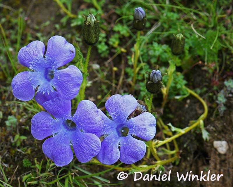 Image of Cyananthus lobatus Wall. ex Benth.