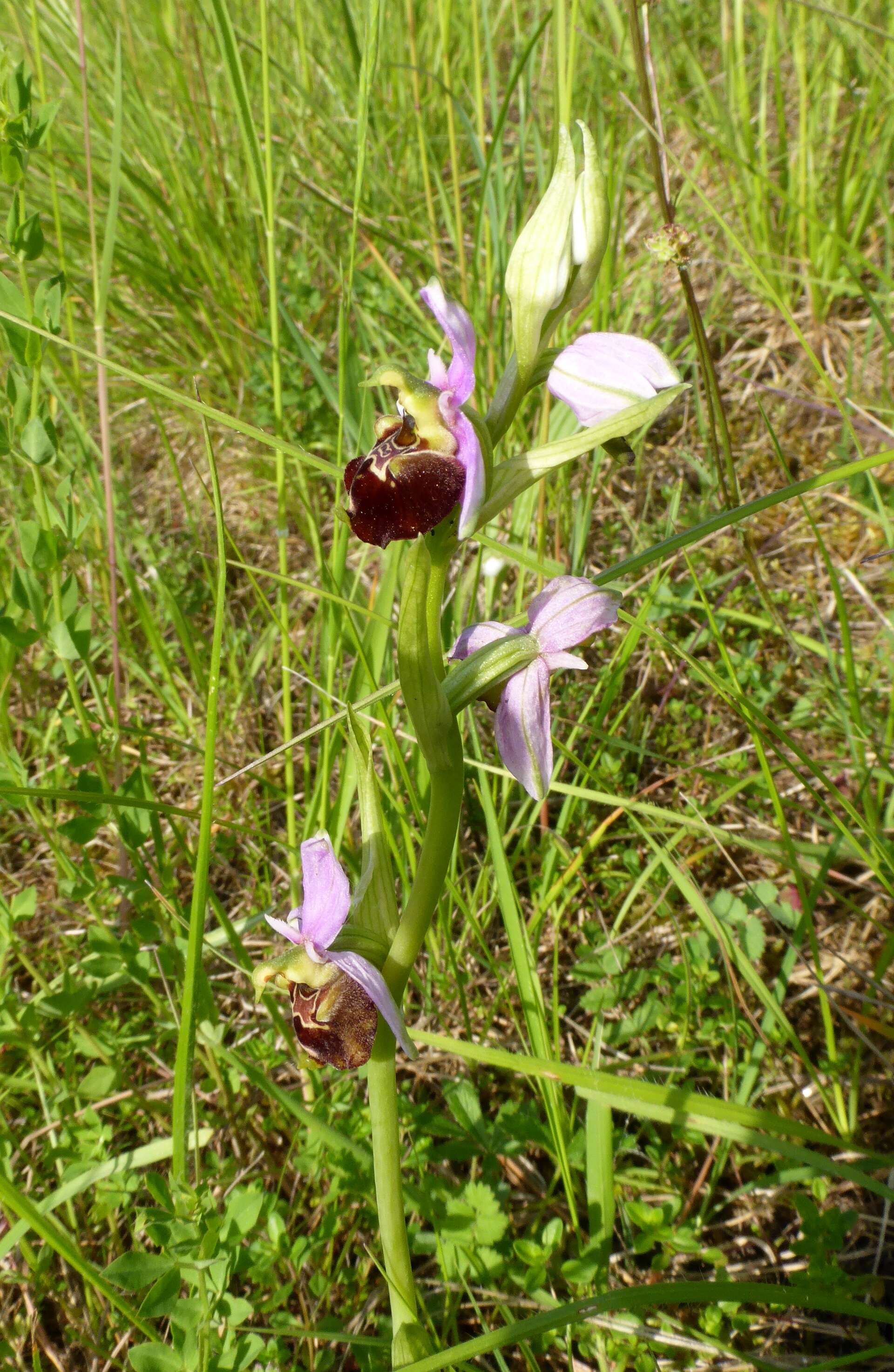 Image of Ophrys holosericea