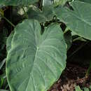 Imagem de Alocasia wentii Engl. & K. Krause