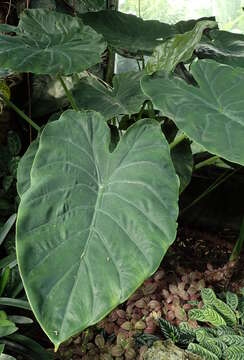 Imagem de Alocasia wentii Engl. & K. Krause