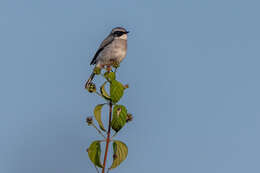 Image of Grey Bush Chat