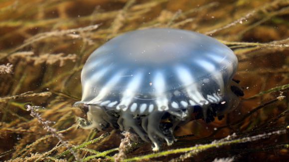 Image of cabbage-head jellyfish