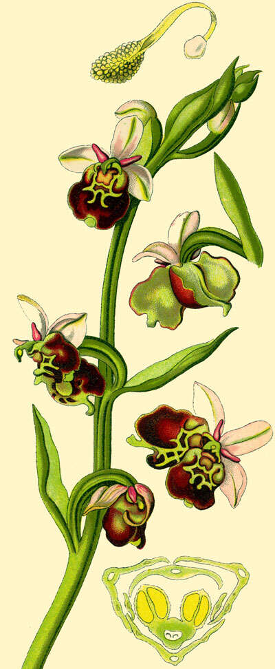 Image of Ophrys holosericea