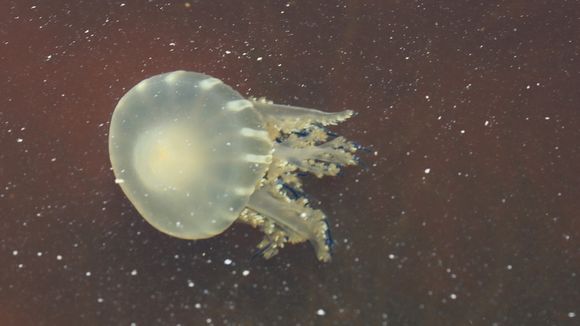 Image of cabbage-head jellyfish