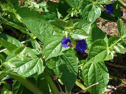 Image of Thunbergia battiscombei Turrill