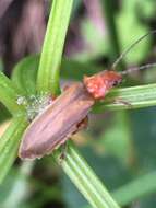 Image de Cantharis rufa