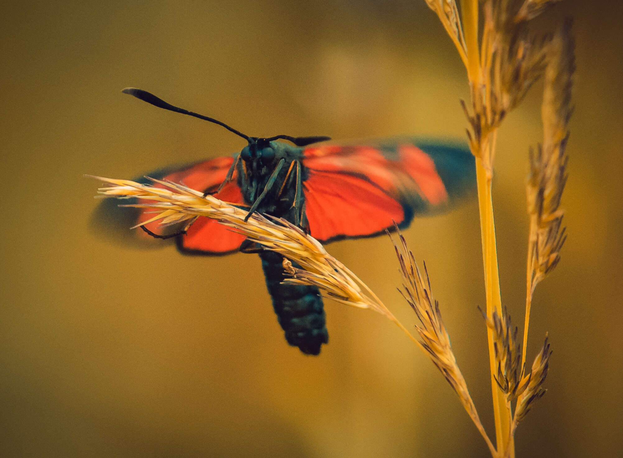 Image of six-spot burnet