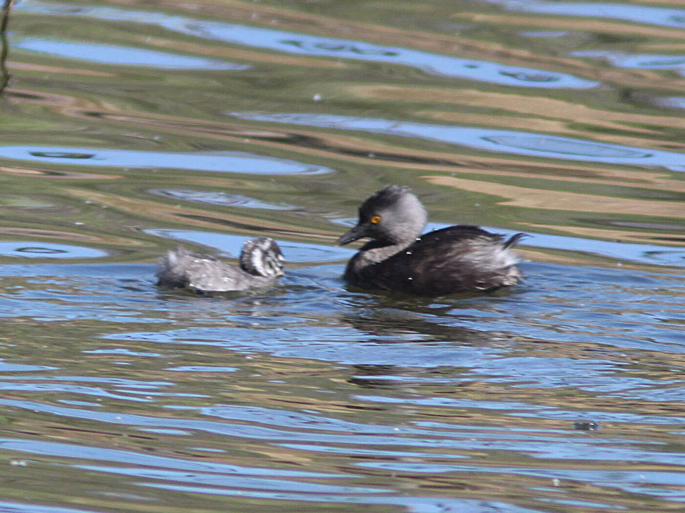 Image of Least Grebe