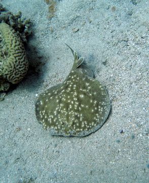 Image of Leopard Torpedo