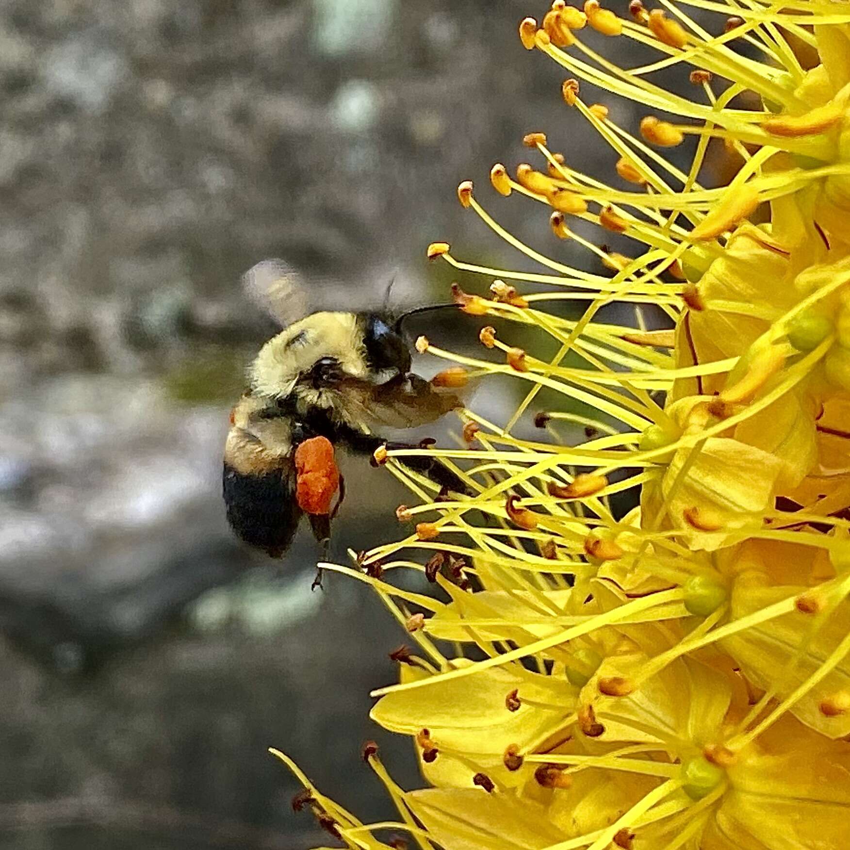 Plancia ëd Eremurus stenophyllus (Boiss. & Buhse) Baker