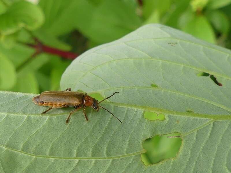 Image de Cantharis rufa