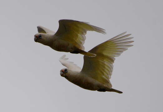 Image of Little Corella