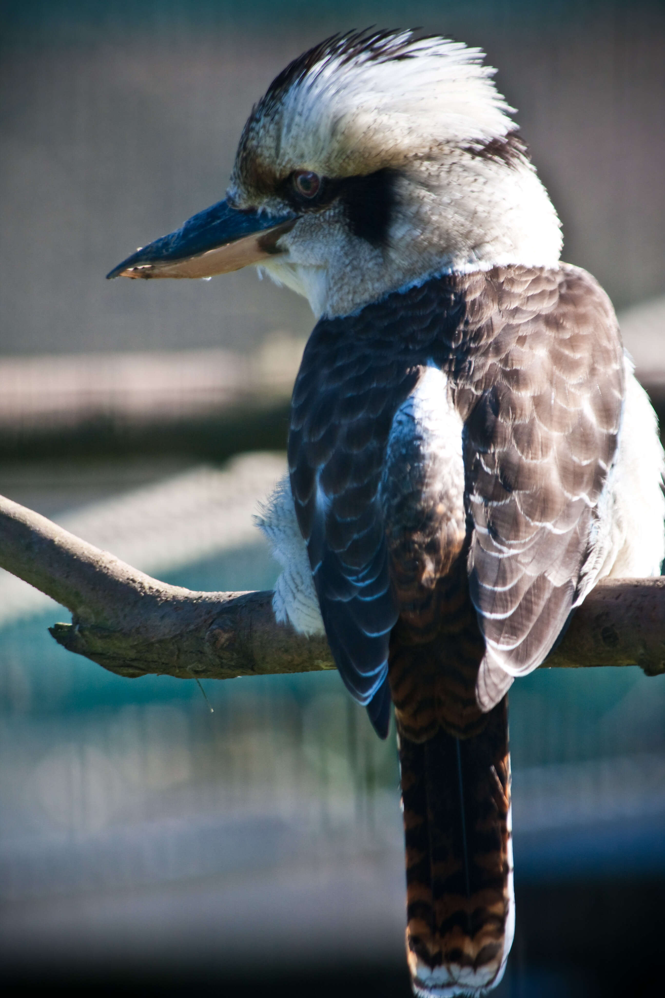 Image of Kookaburra