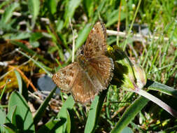 Image of dingy skipper