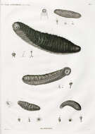 Image of Smooth fat brown sea cucumber