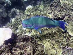 Image of Heavybeak Parrotfish