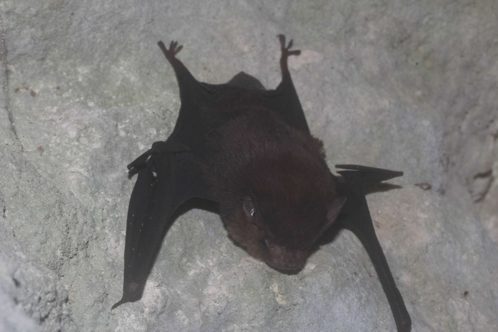 Image of Thomas's Sac-winged Bat