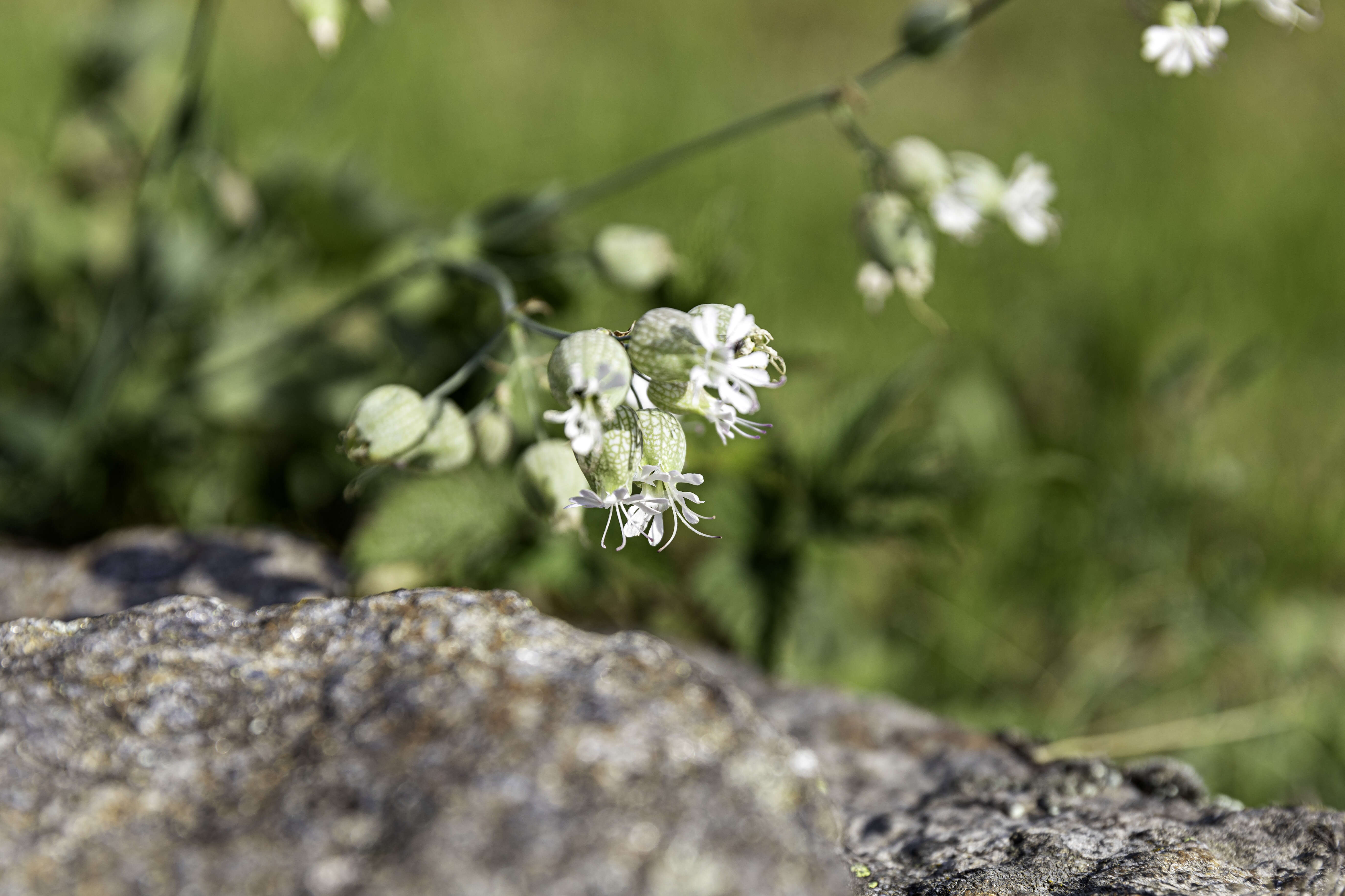 Image of Bladder Campion