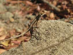 Image of Longtail Spiny Lizard