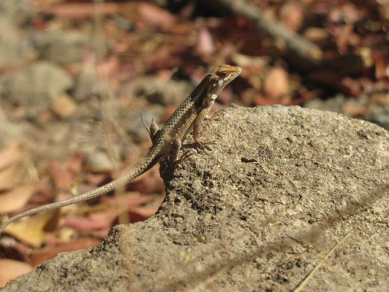 Image of Longtail Spiny Lizard