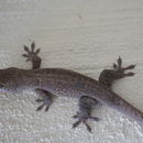 Image of croacking gecko