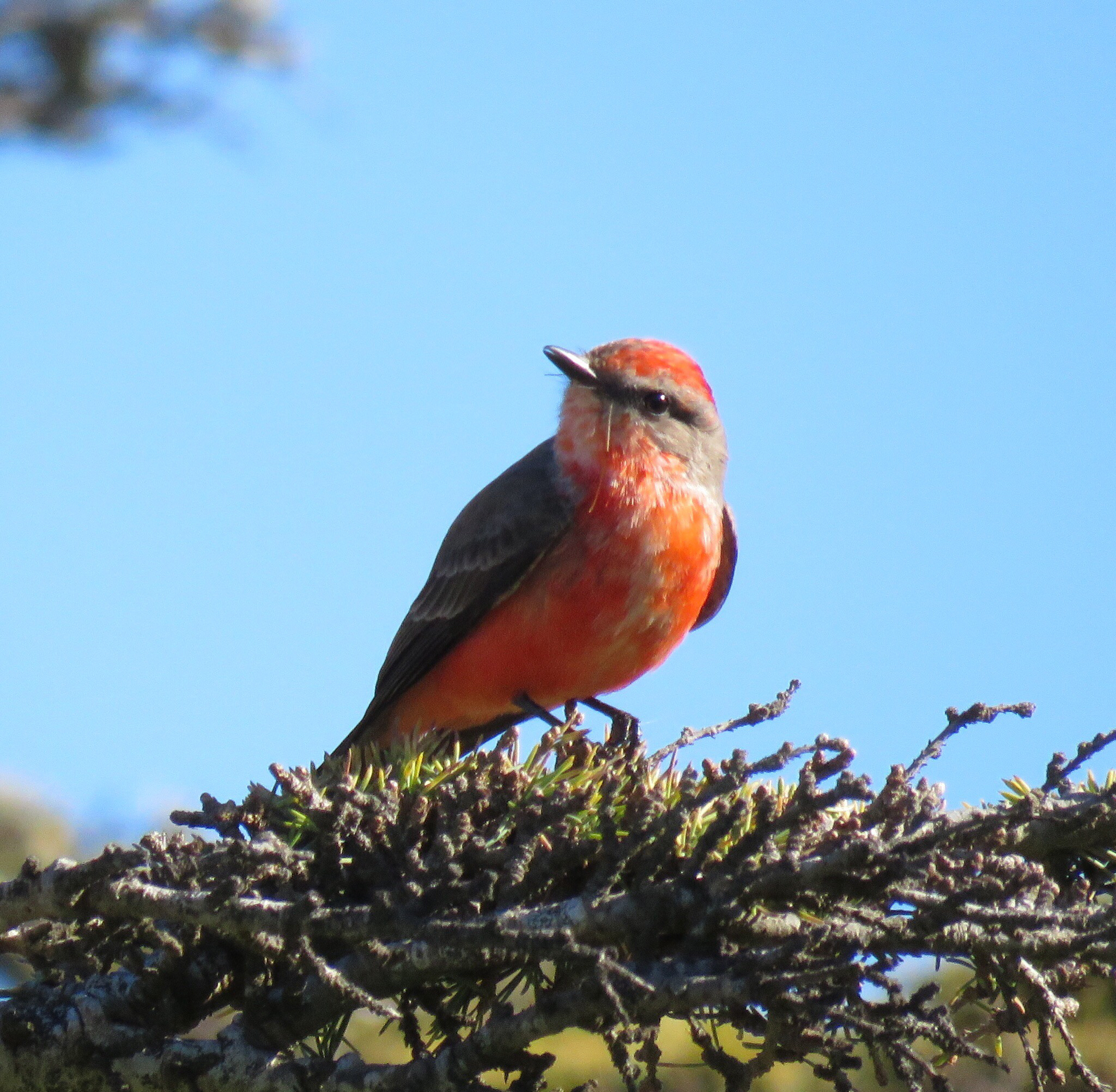 Image of Scarlet Flycatcher