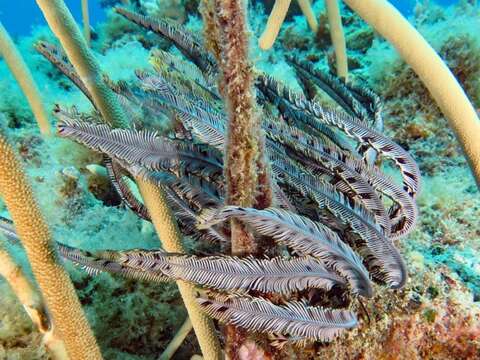 Image of Strong arm crinoid