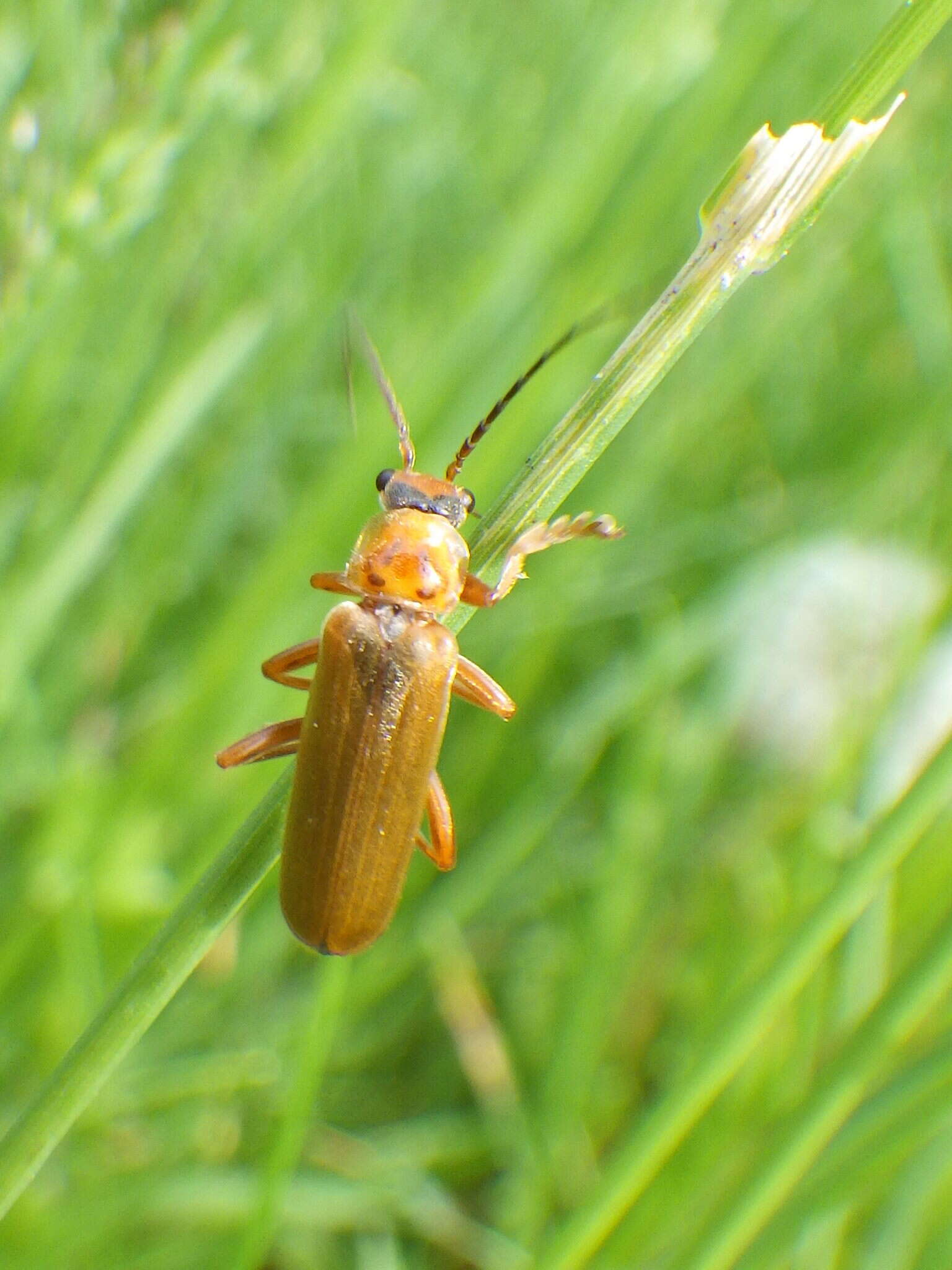 Image de Cantharis rufa