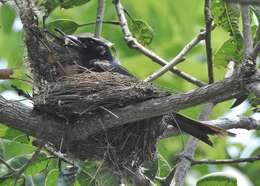 Image of Black Drongo