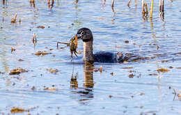 Image of Pied-billed Grebe