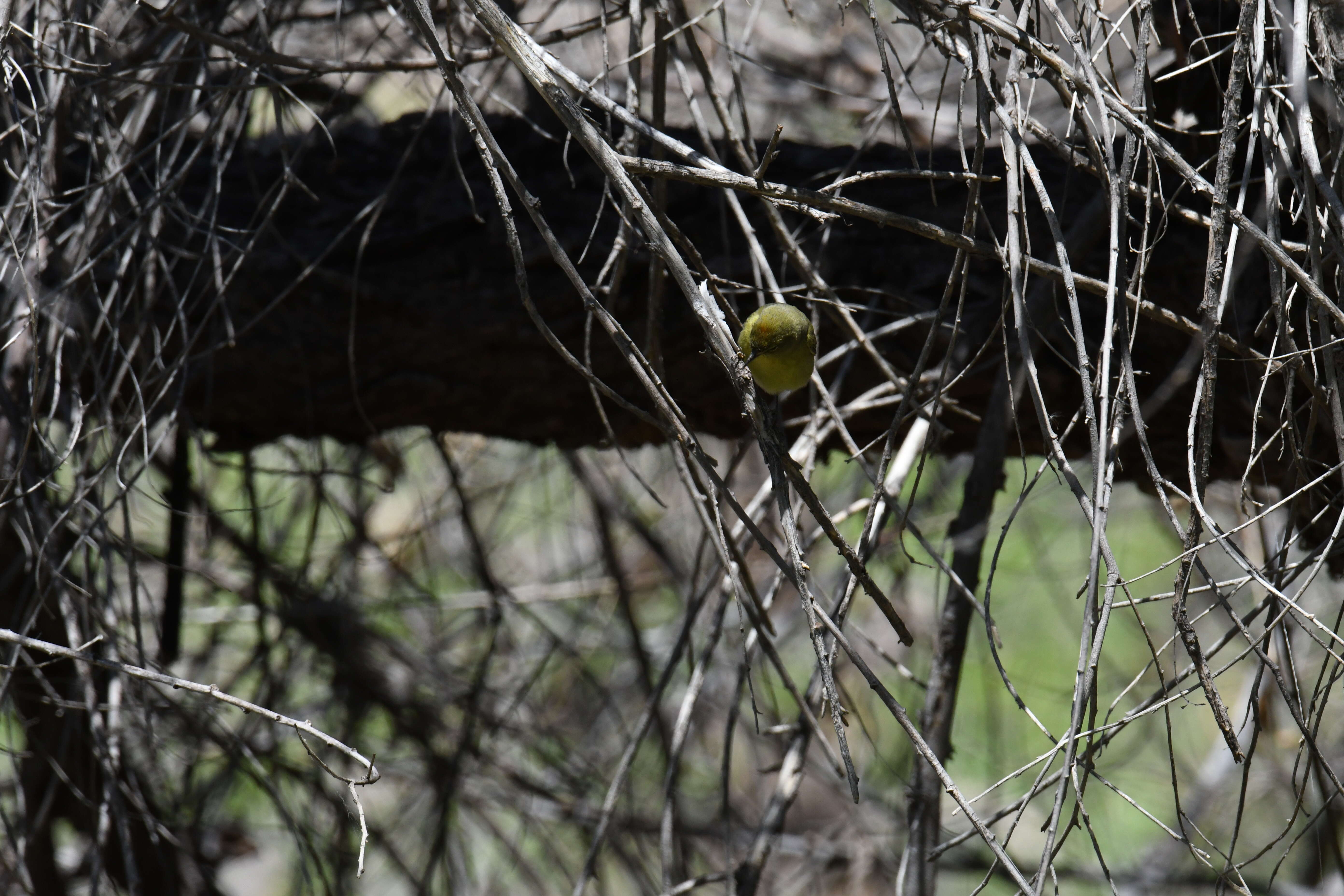 Image of Orange-crowned Warbler