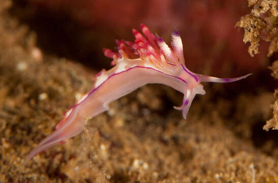 Coryphellina rubrolineata O'Donoghue 1929 resmi